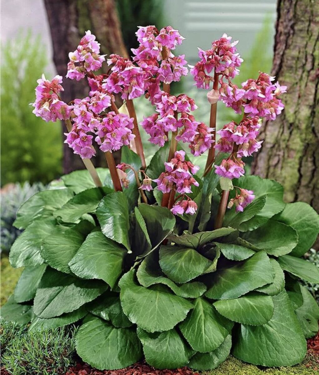 Цветение бадана