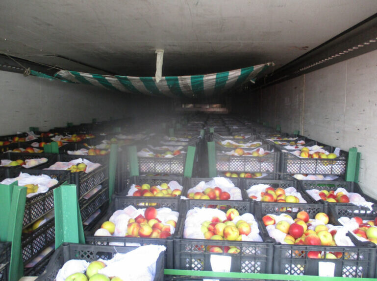    В Оренбуржье обнаружили более 39 тонн зараженных нектаринов из Узбекистана Кристина Просвиркина