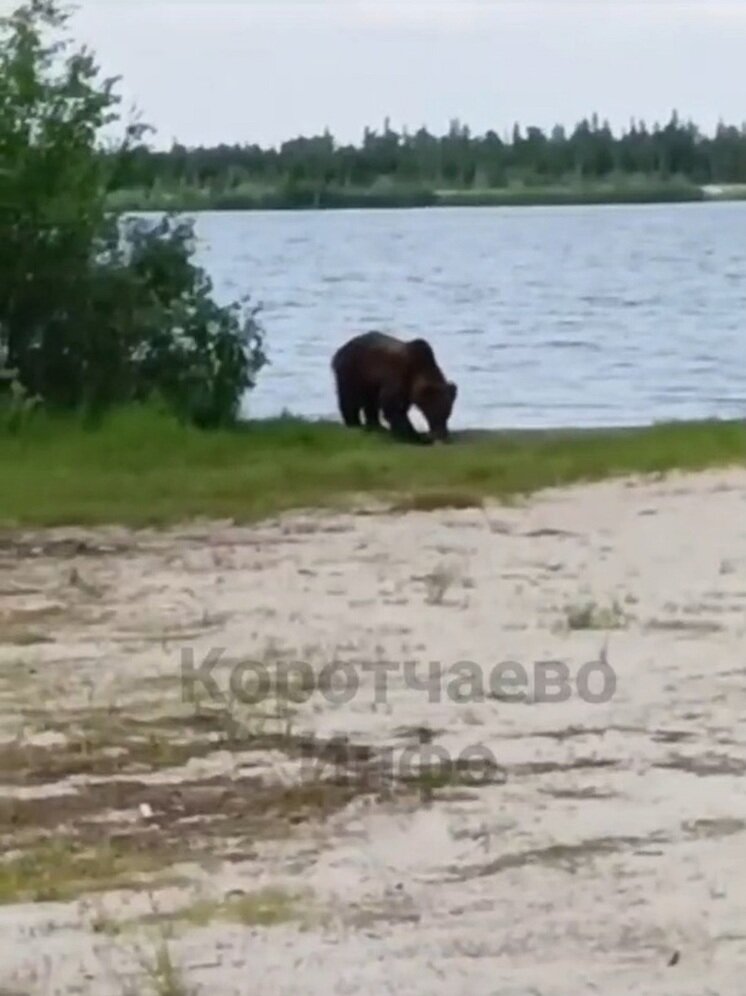 Фото с медведем