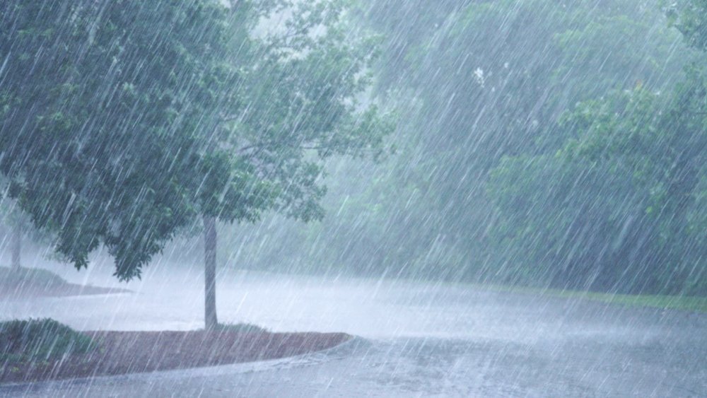 Ливневый дождь. Источник: https://priroda.club/les-i-derevja/21187-silnyj-dozhd-v-lesu-55-foto.html