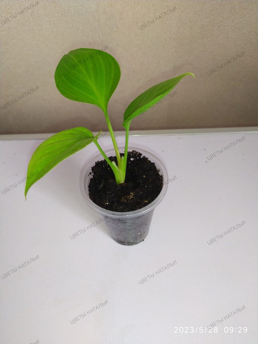 хомаломена Эмеральд Гем