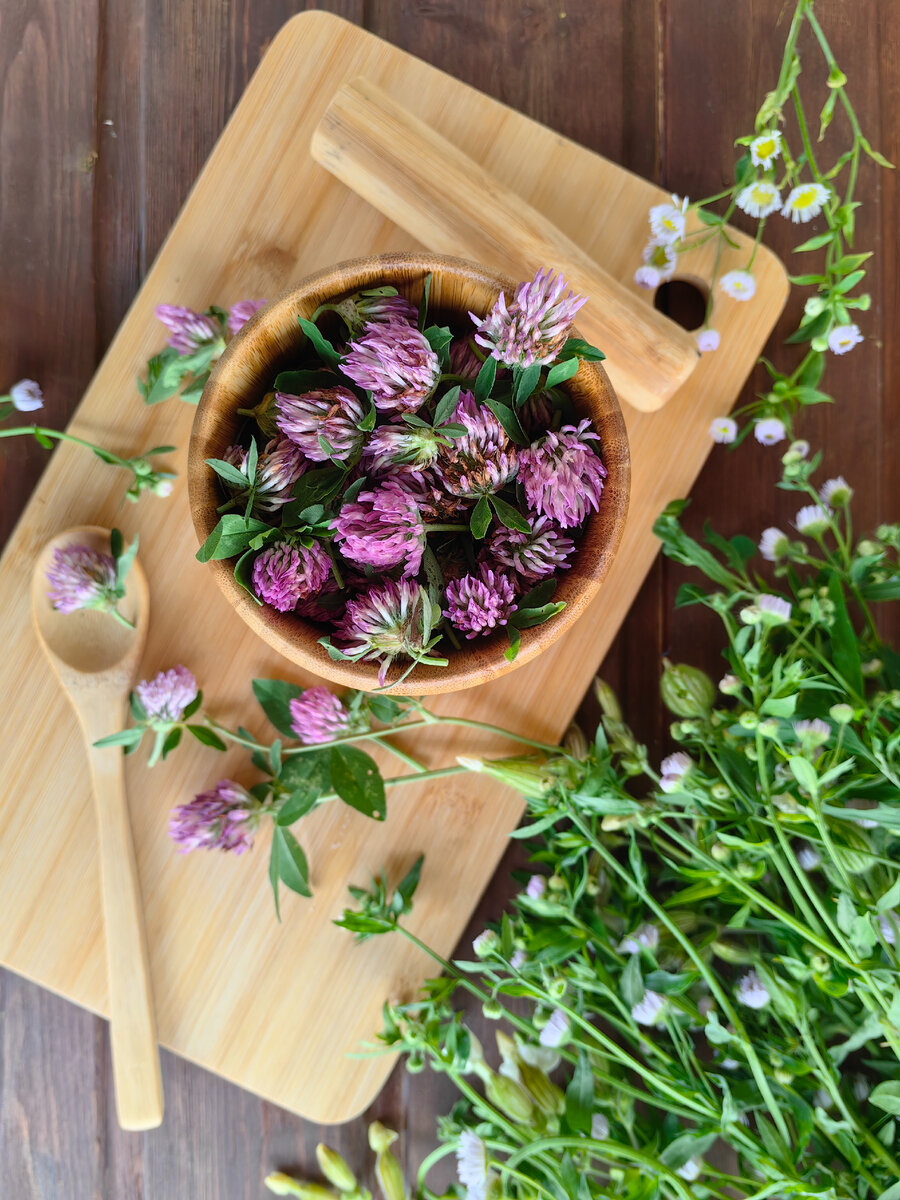 Клевер луговой относится к лекарственным травам и растениям