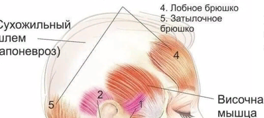 Апоневроз головы. Апоневроз сухожильного шлема. Сухожильный шлем головы массаж. Массаж апоневроза головы. Лобное брюшко затылочно-лобной мышцы.