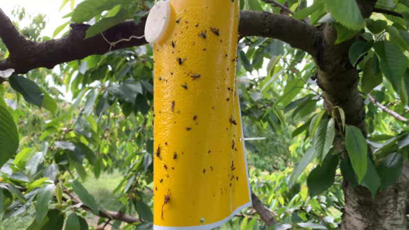 липкие ловушки для мух в саду