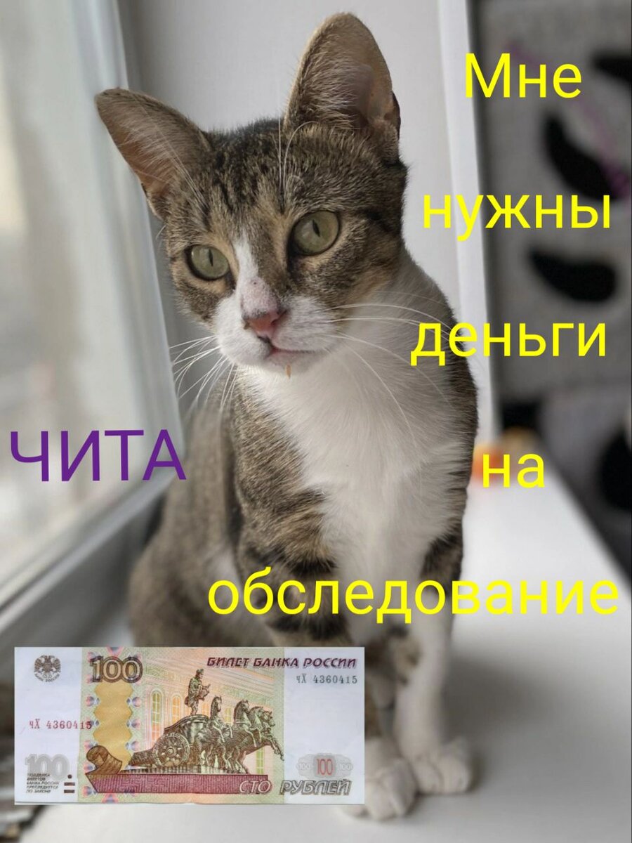 Можно хоть 10. Можно хоть 10. Объявляем день стольника. Можно хоть 10. Мурзилка приют.