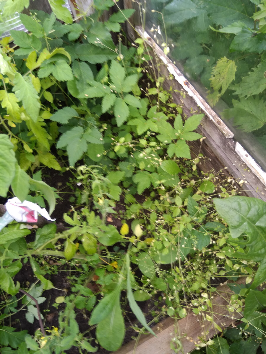 Фото автора. Обстановочка на помидорной гряде до вчерашнего дня