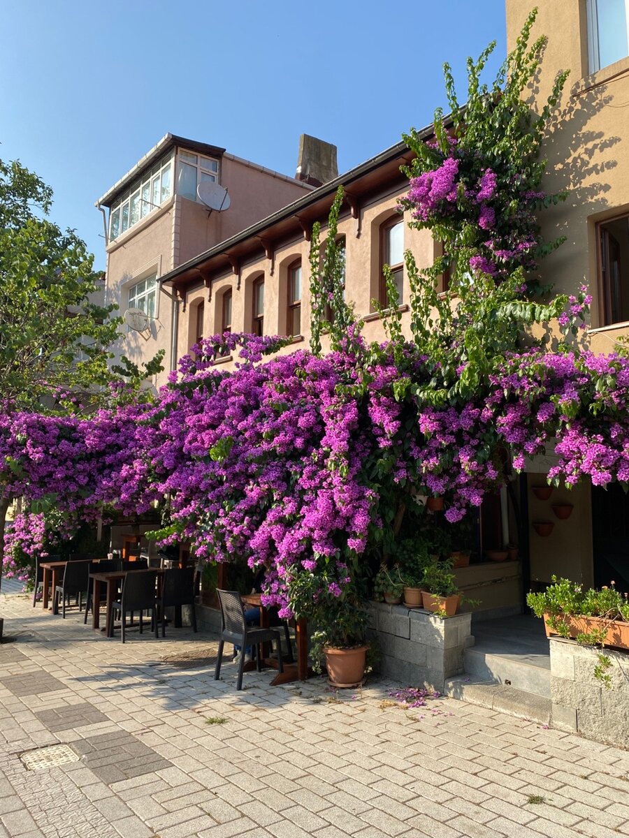 Живописное растение