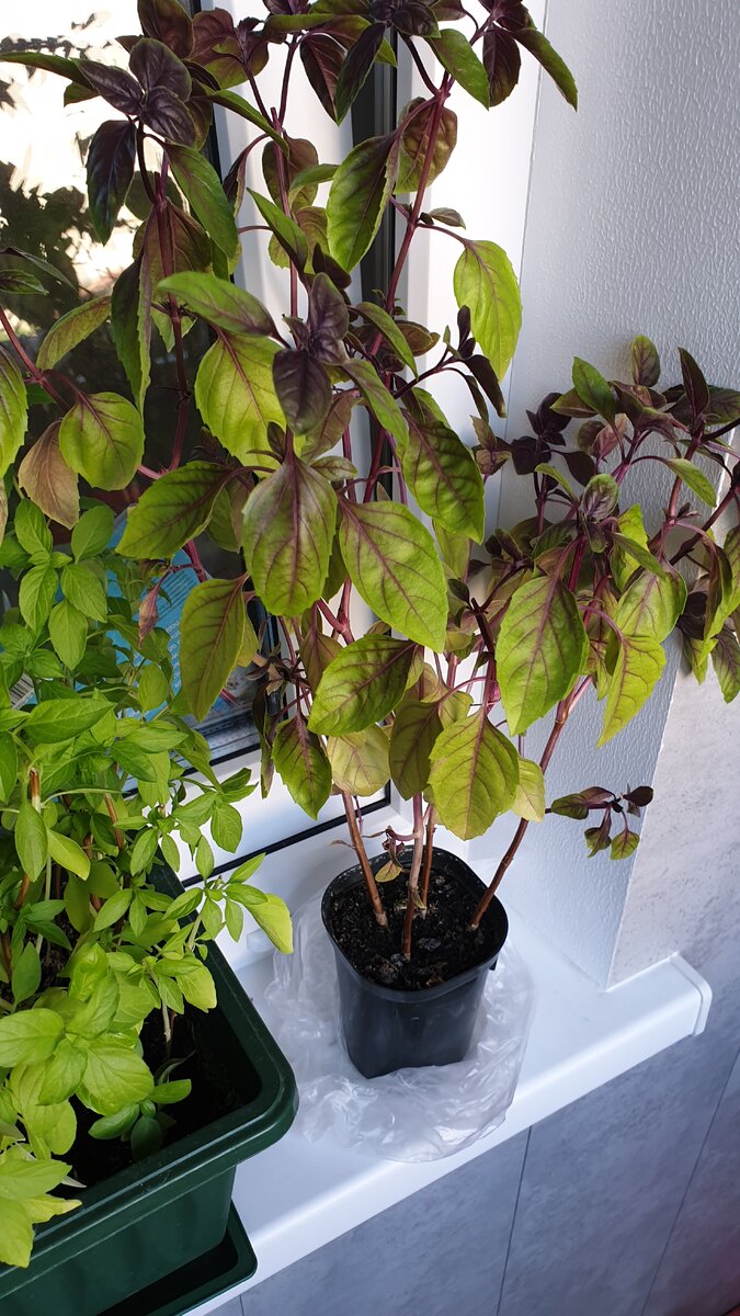 Фиолетовый базилик