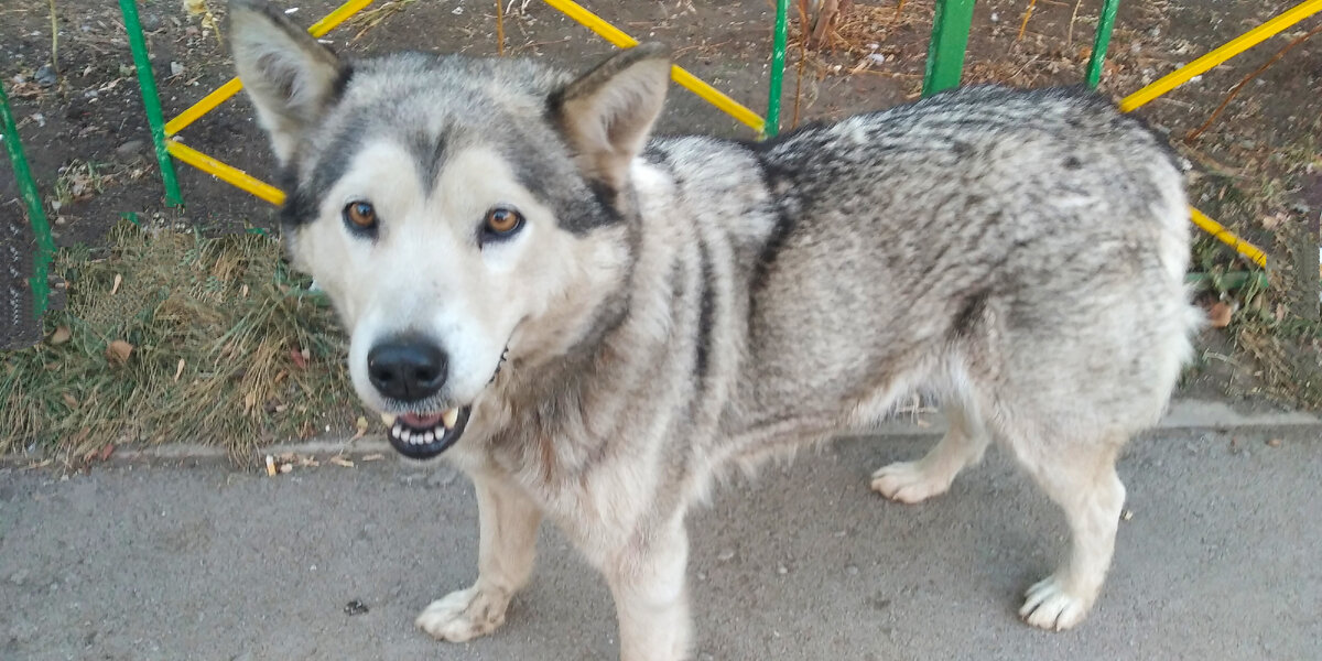 Собака похожая на волка, фото личный архив