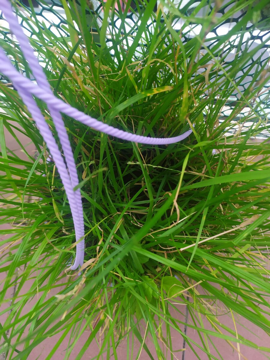 Газон Рай для бабочек. Должен был быть с цветами.