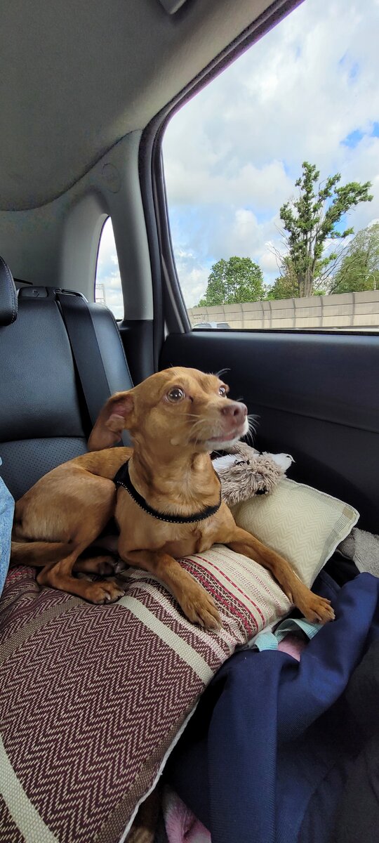 Сделайте прогулку перед поездкой, чтобы избежать лишней энергии у животного