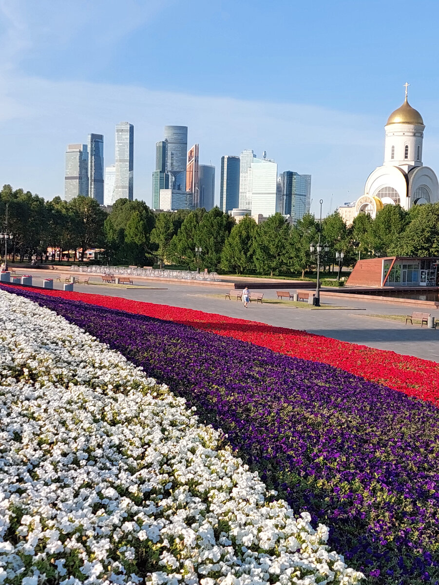 Цветы высажены ровными красивыми рядами