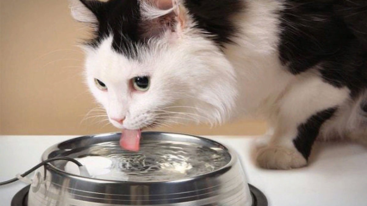 Кот пьет воду. Котик пьет воду из миски. Кот лакает. Котёнок пьёт из миски.
