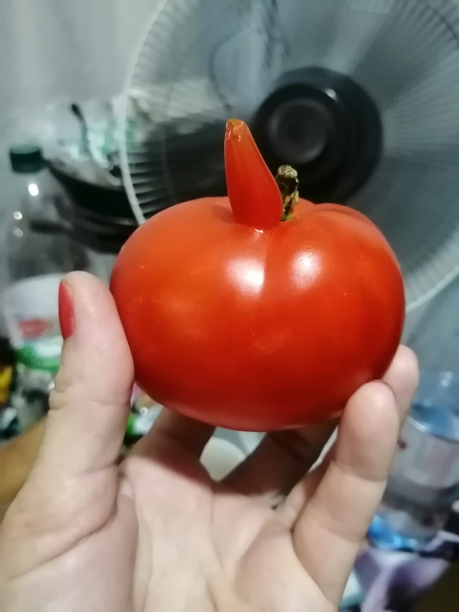 Сейчас сезон сбора и заготовки урожая. Не забываю собирать семена