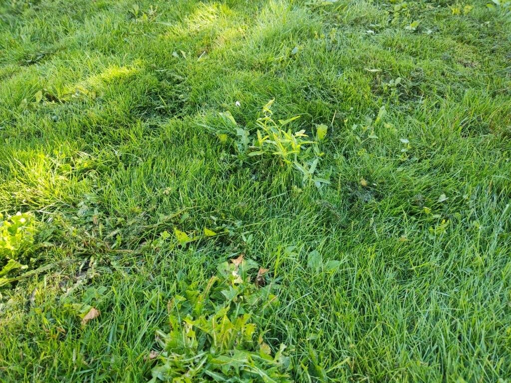 Непрокосы и слишком высокая высота покоса.