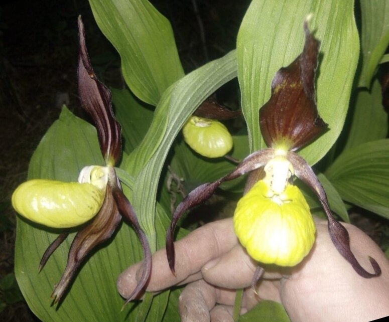 Paphiopedilum sublaeve