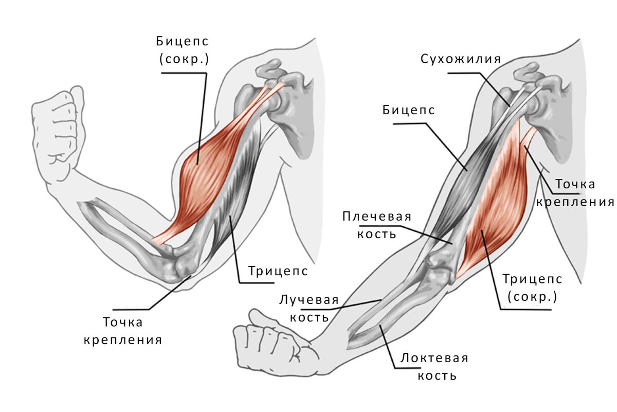 Как накачать бицепс? Главные правила тренировки и программа упражнений |  Фитсевен | Дзен
