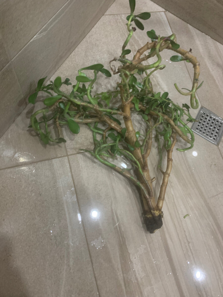 Вот так выглядело растение