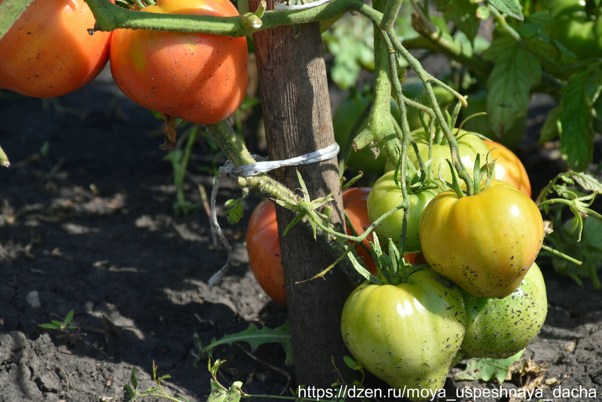 Как ускорить созревание томатов на кусту, чтобы они быстро покраснели. Моипроверенные способы (томаты краснеют буквально за несколько дней)