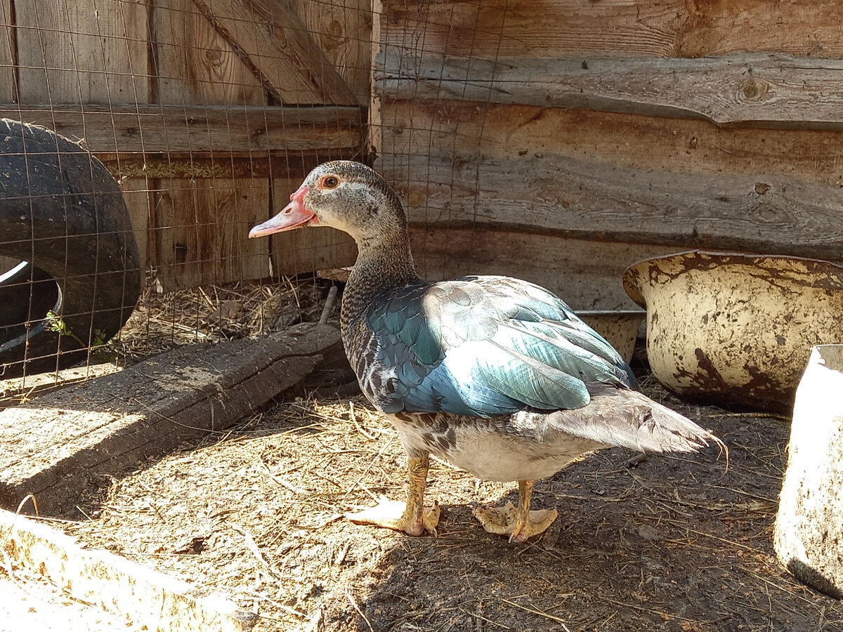 Такая большая)