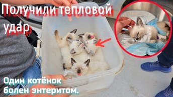 Столько горя свадилось на этих котят! Бросили, потом в везли закрытом контейнере 2 часа 😱 / один котёнок болен / help save the kittens