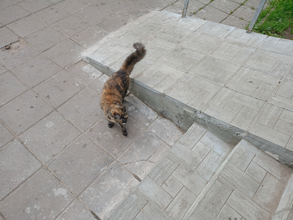 По пути зашли в магазин Ярче, Арине нужен был кефир. Она оладьи собиралась делать. У магазина такую красавицу встретили. Добрая кошечка, видео, что домашняя. Окрас красивый. У меня Муська была трёх цветная. Жила у меня мне 8 лет было, а померла Аришке 5, моей дочке. Застала и мое детство и моей дочки. 20 лет жила. 