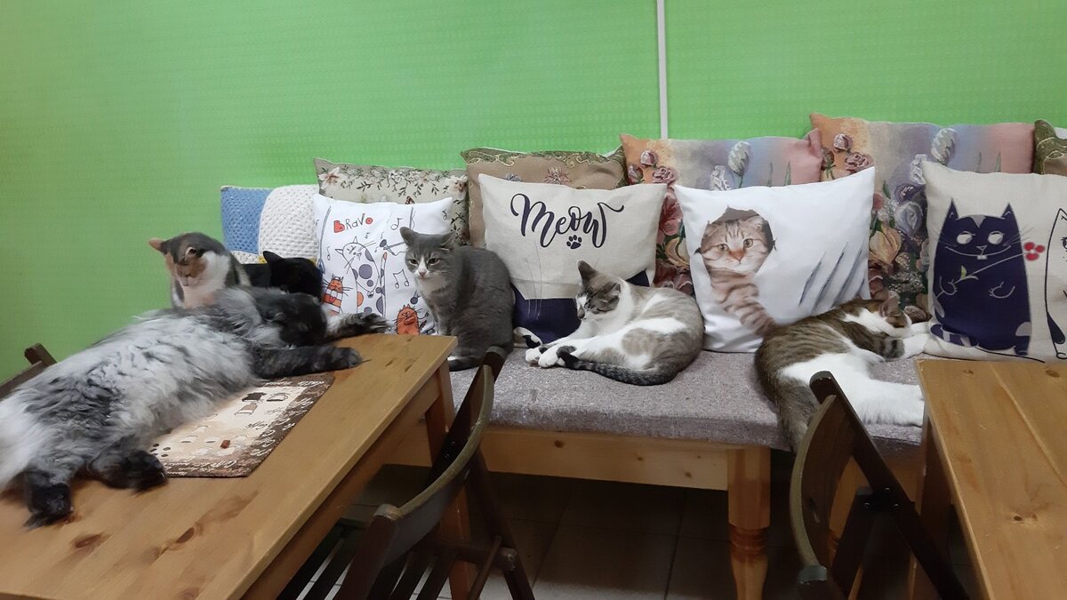 Фото из личного архива. Котокафе.
