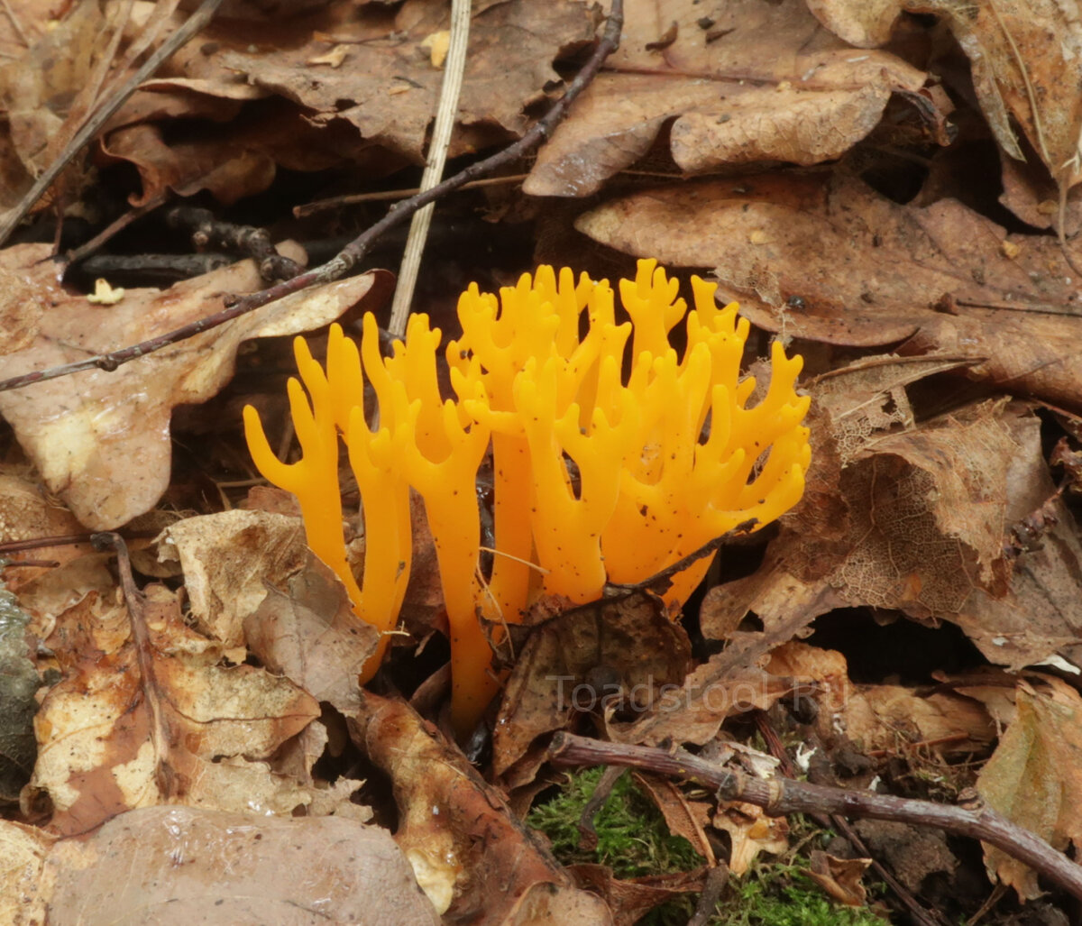 Красивые "рожки" (фото И.Лебединского)