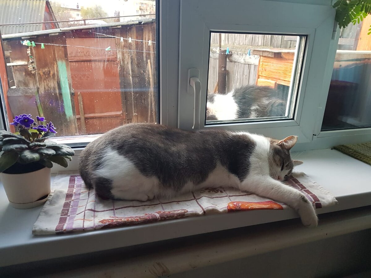 13 ноября 2022 года. Честер на окне в голубой комнате.