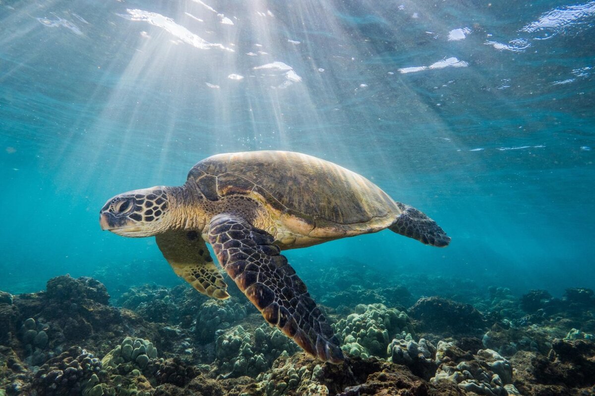 Среда обитания зеленой черепахи. Зеленая морская черепаха. Зеленая суповая черепаха. Морская суповая черепаха. Зеленая морская черепаха и суповая черепаха.