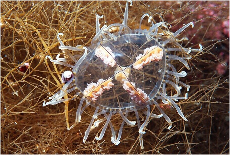 Медуза-крестовик. Она же – крестовичок и гонионема. ФОТО С САЙТА: kartinki-i-risunki.ru