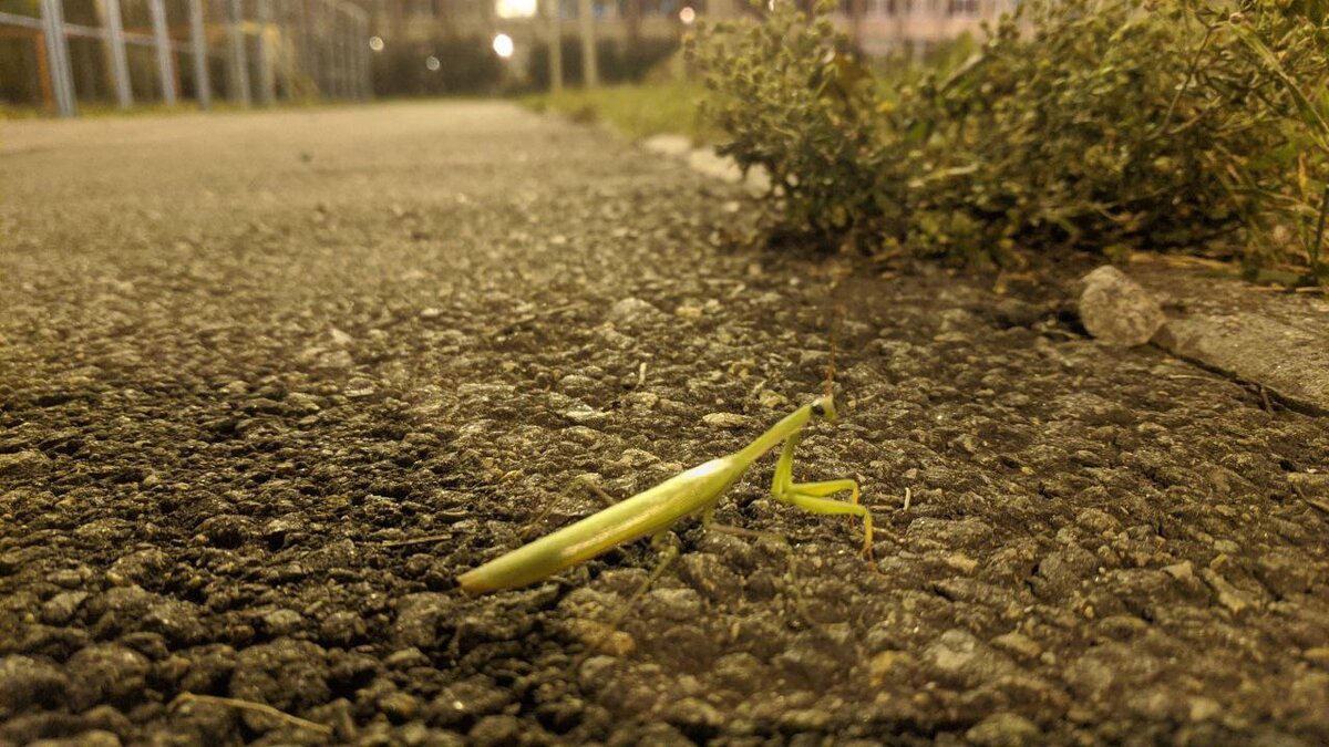 ФОТО: НАТАЛЬЯ ДЕМИНА/ПРЕДОСТАВЛЕНО САЙТУ ЦАРЬГРАД. 