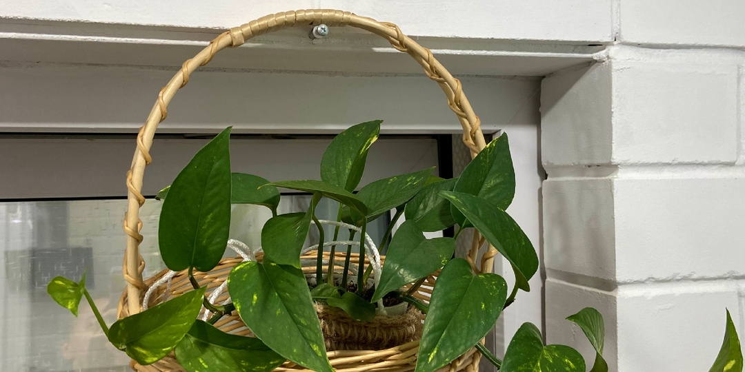 Кашпо! Супер идея!