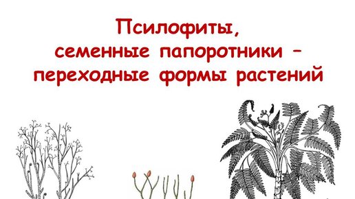 Псилофиты и семенные папоротники - переходные формы растений