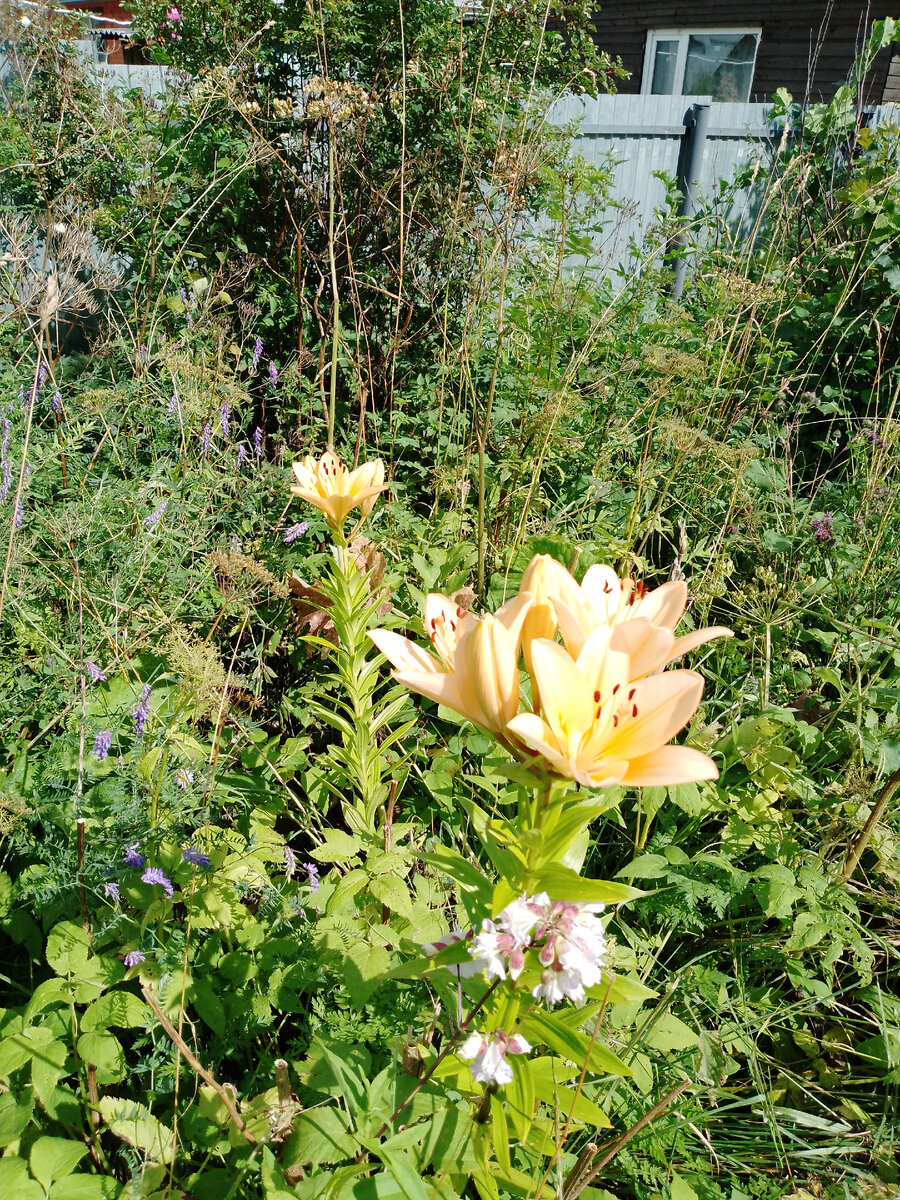 В зади дома 🌱🌺