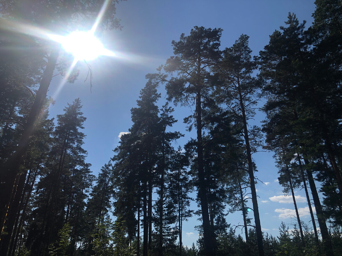 А де то глубоко в лесу .