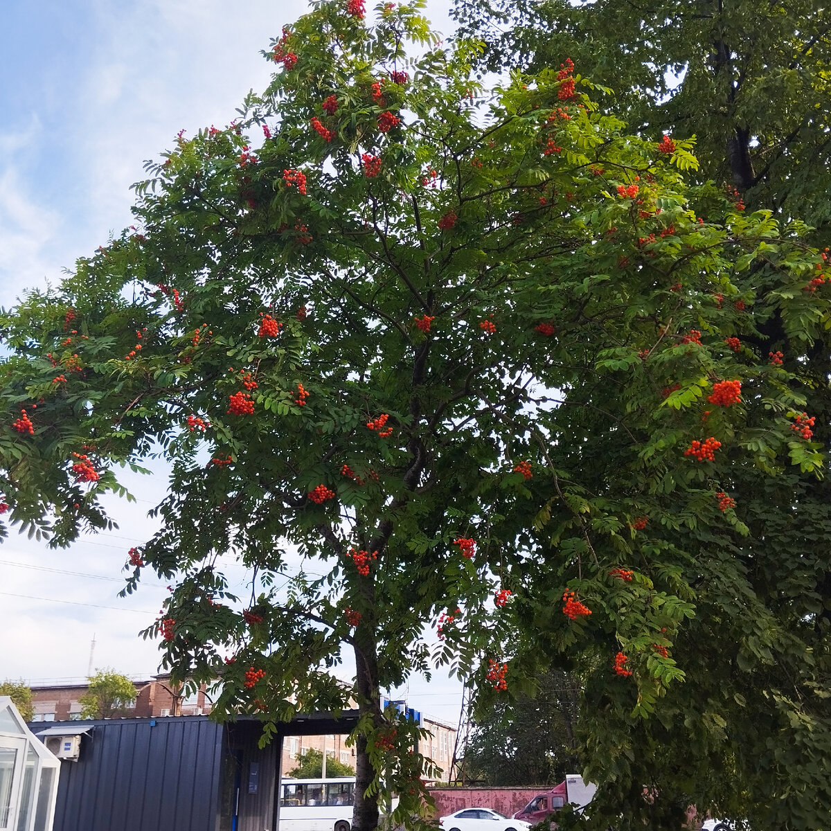 Рябина во дворе поликлиники 