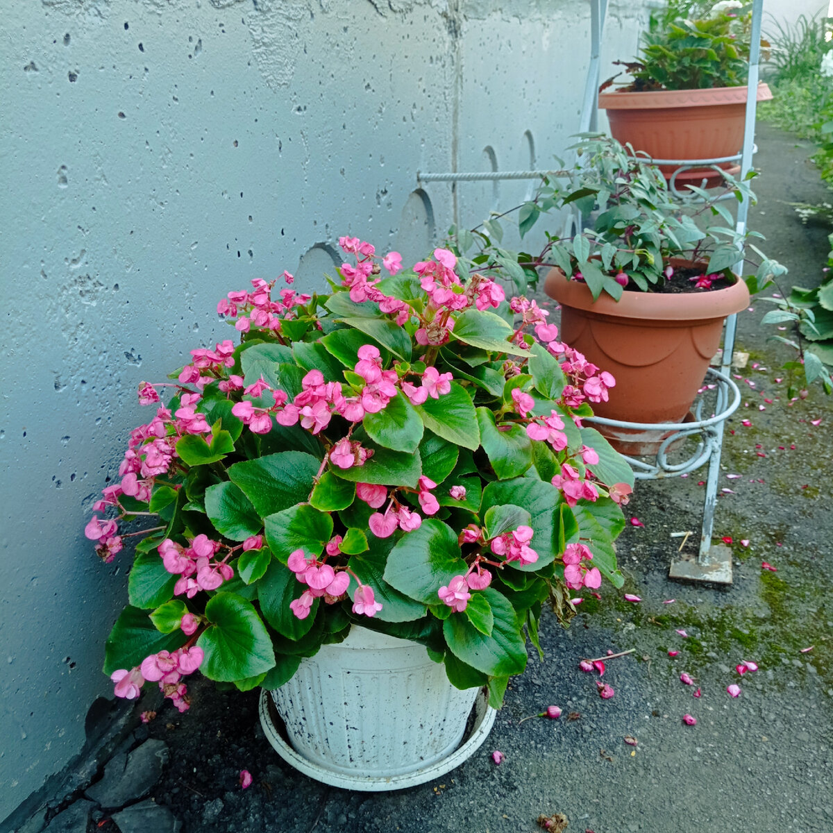 Вечноцветущая махровая в горшке на 7 л