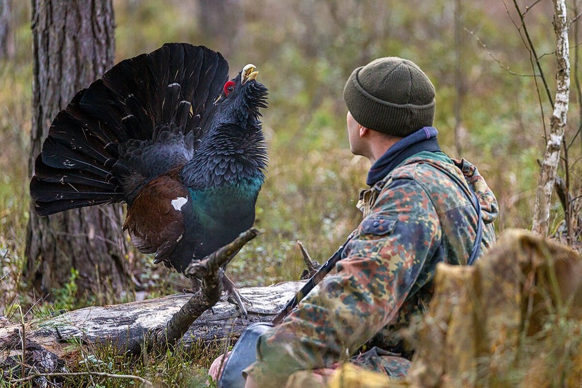 При охоте на дичь необходимо уметь распознать подранка от убитой птицы.