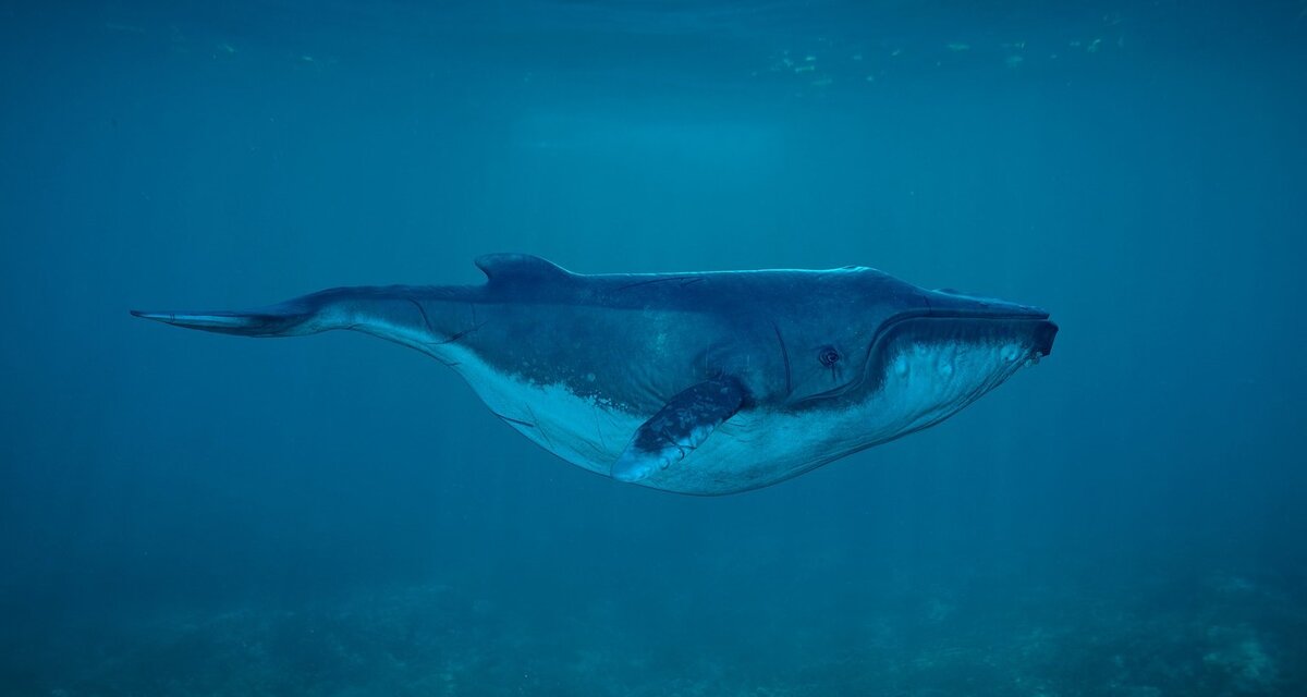     Как спят киты