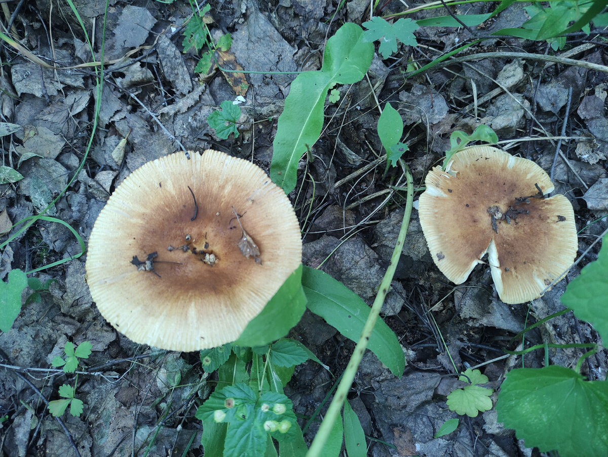 Похожи, но не они