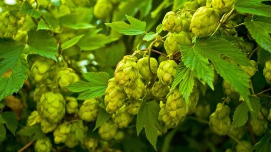    СМИ: стоимость хмеля в России за год выросла вдвое Анастасия Романова