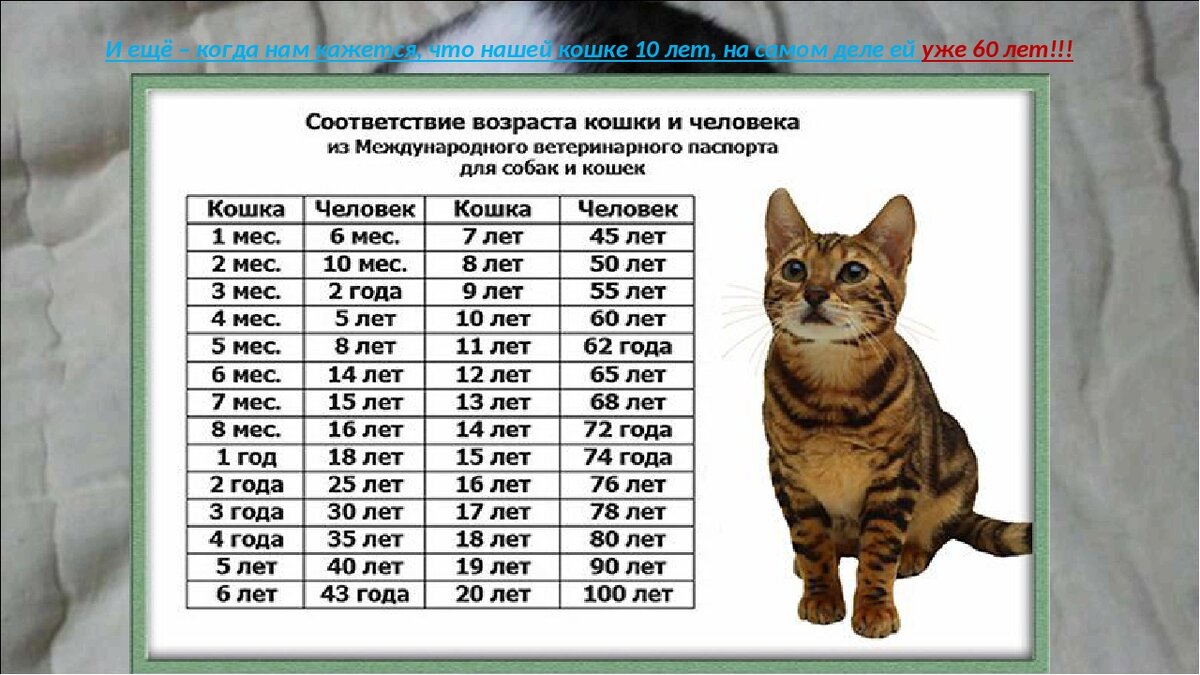 Сколько котам по кошачьи