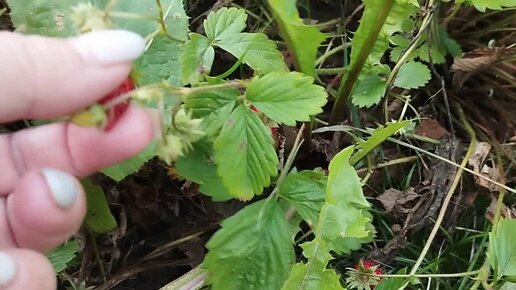 Как выращивать клубнику в открытом грунте ПОШАГОВО