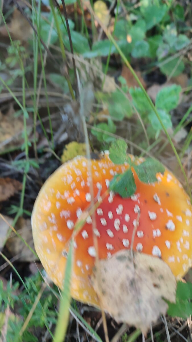 Мухомор. 