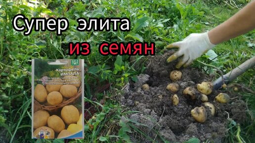 🥔Картофель из семян - как вырастить супер элиту своими руками. Делюсь свои опытом🥔