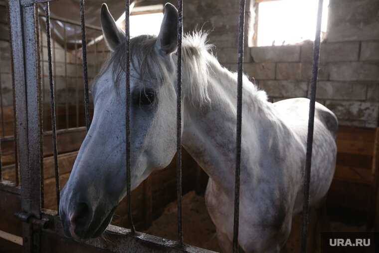    На территории базы обустроена конюшня