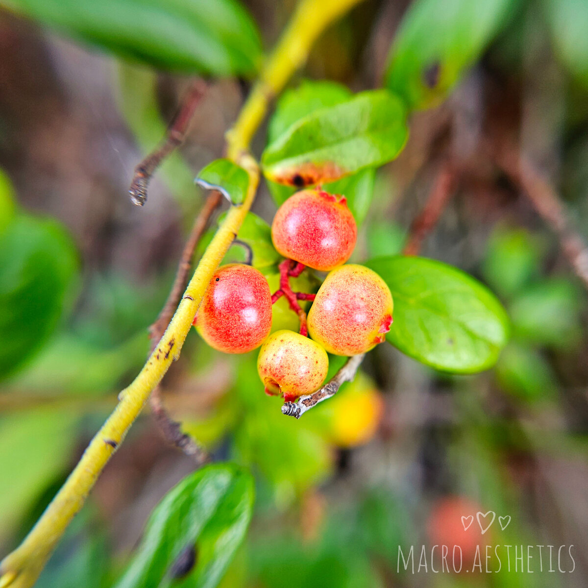 Фото автора. Маленькая гроздь бруснички 