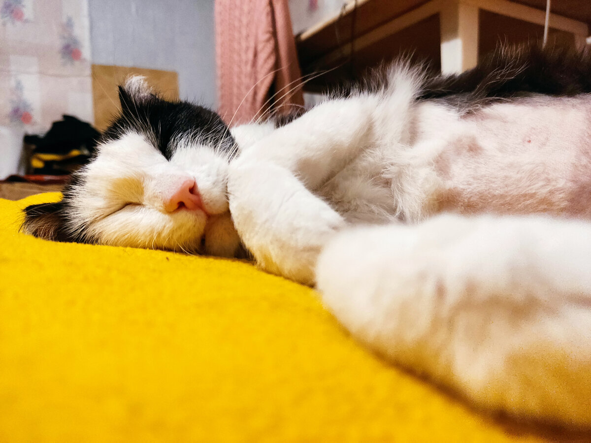 Выздоравливающая Шуняша