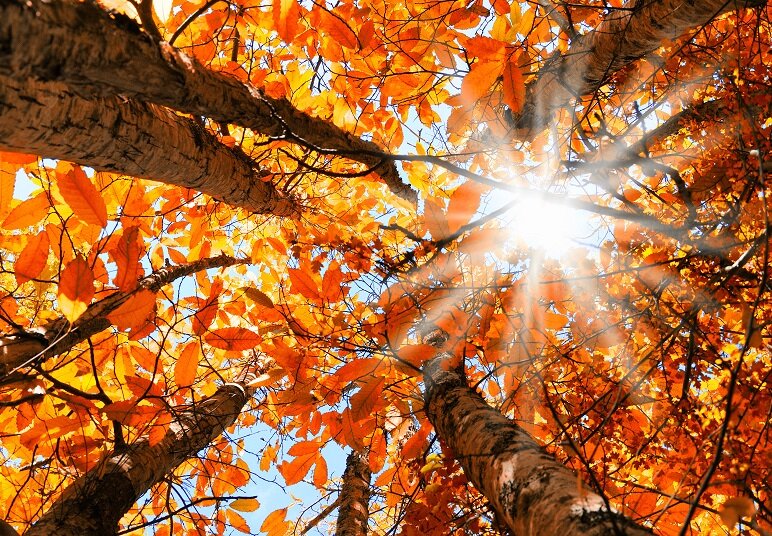 Осенний лес